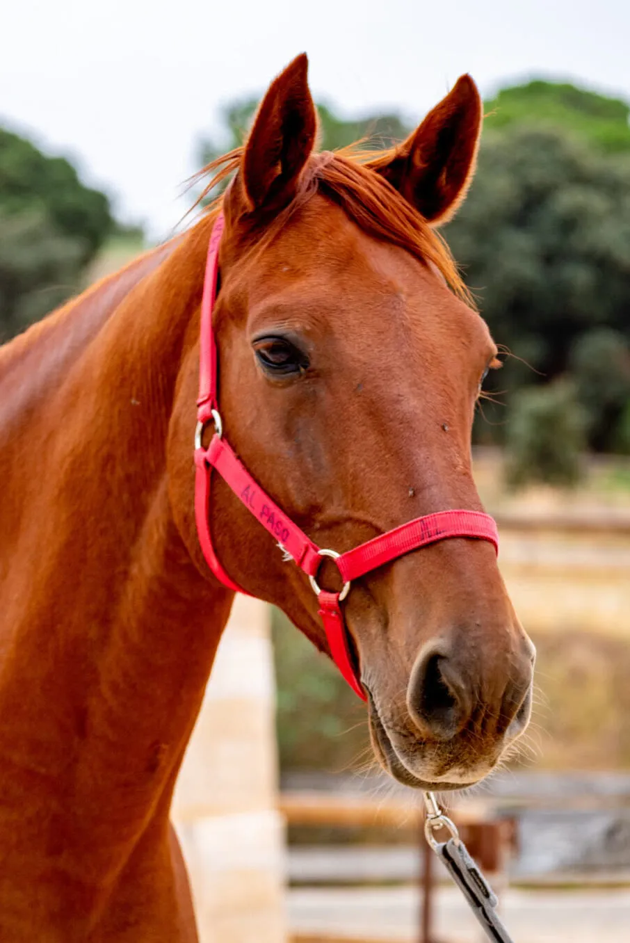 Maui, caballo de terapia de la Asociación Al Paso