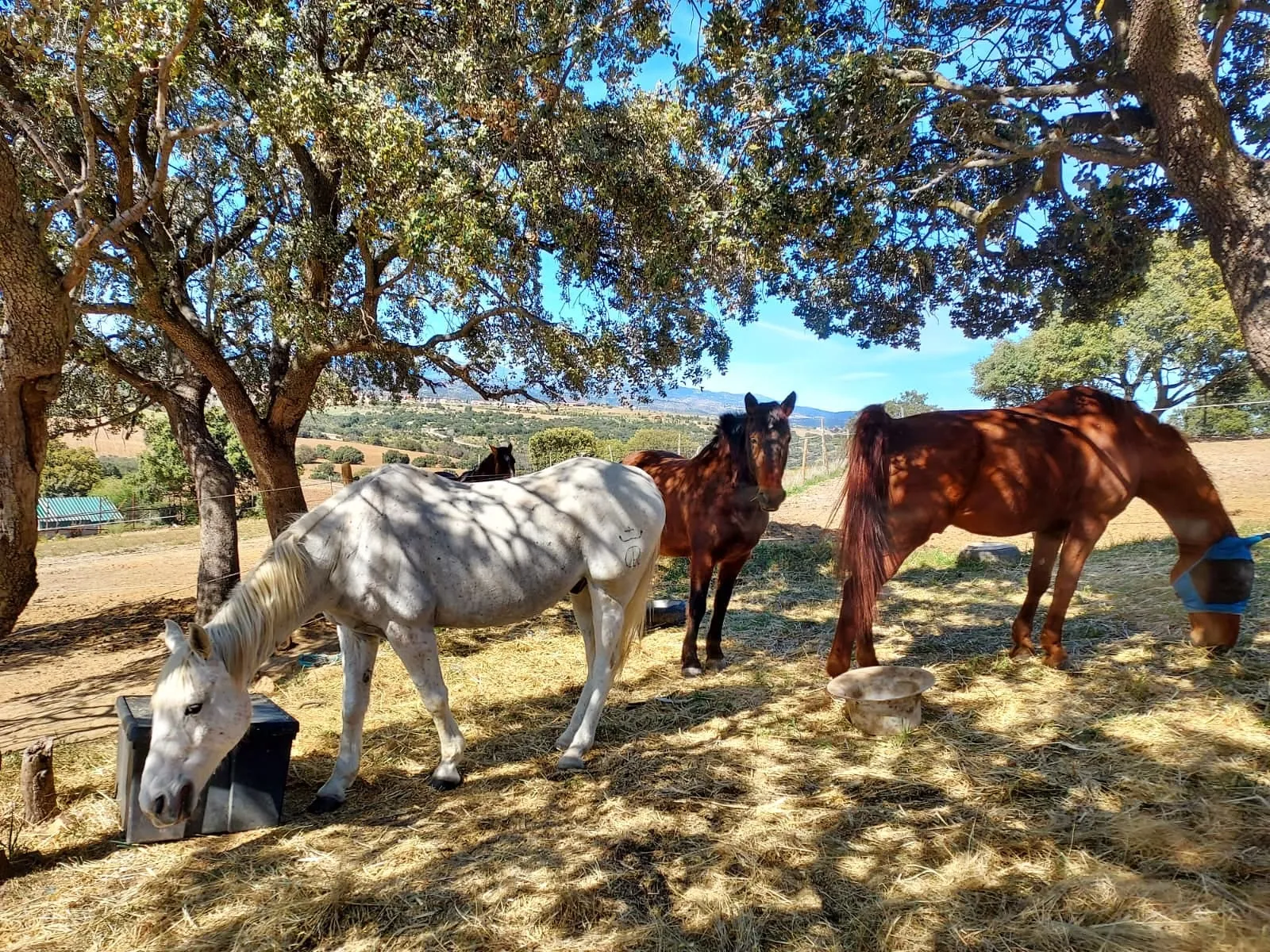 Los caballos de Al Paso a la sombra de las encinas