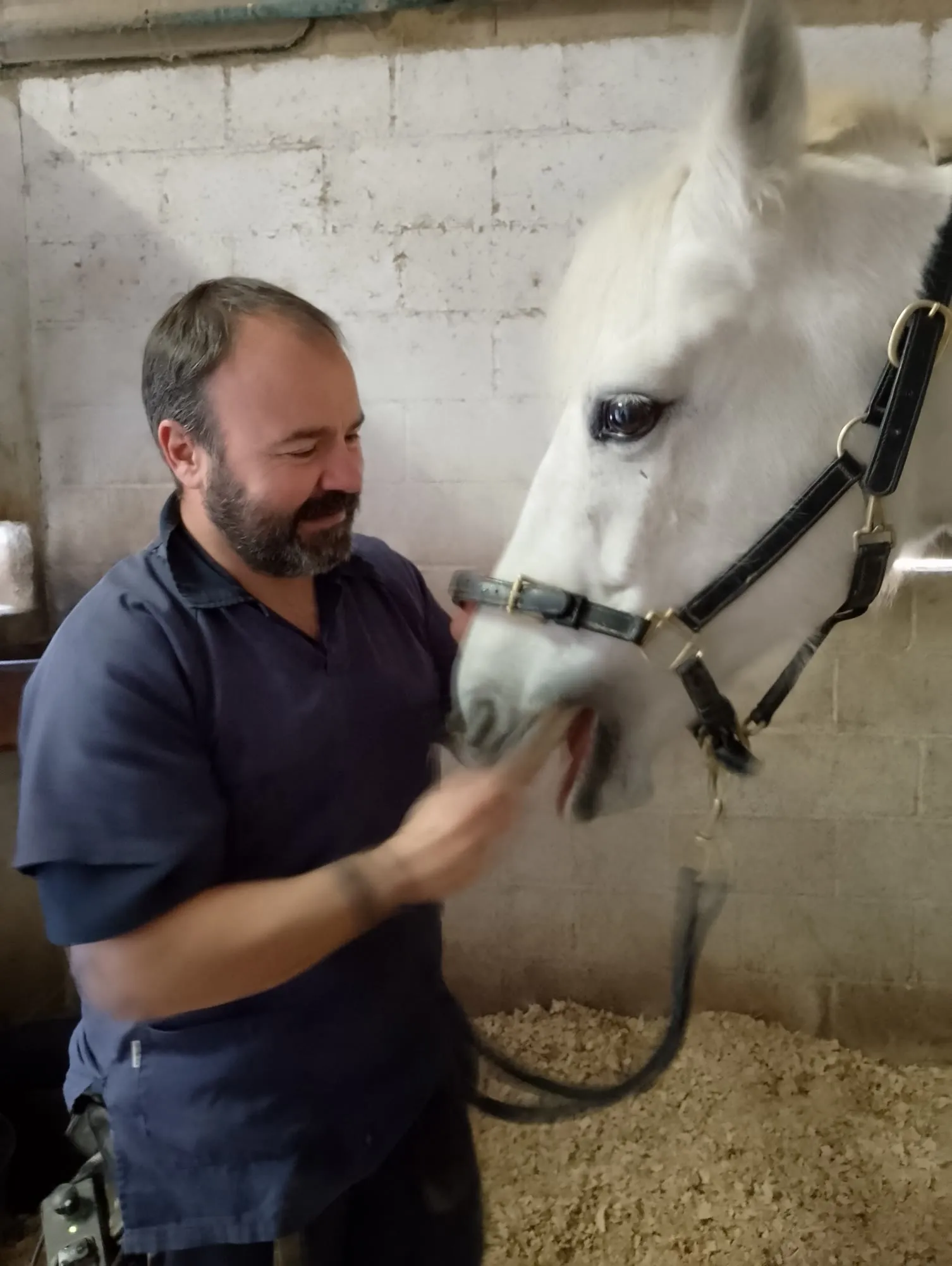 Gonzalo, dentista equino
