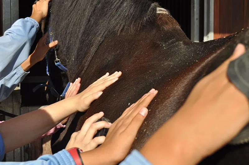 Sesión de equinoterapia con una persona adulta pie a tierra junto al caballo