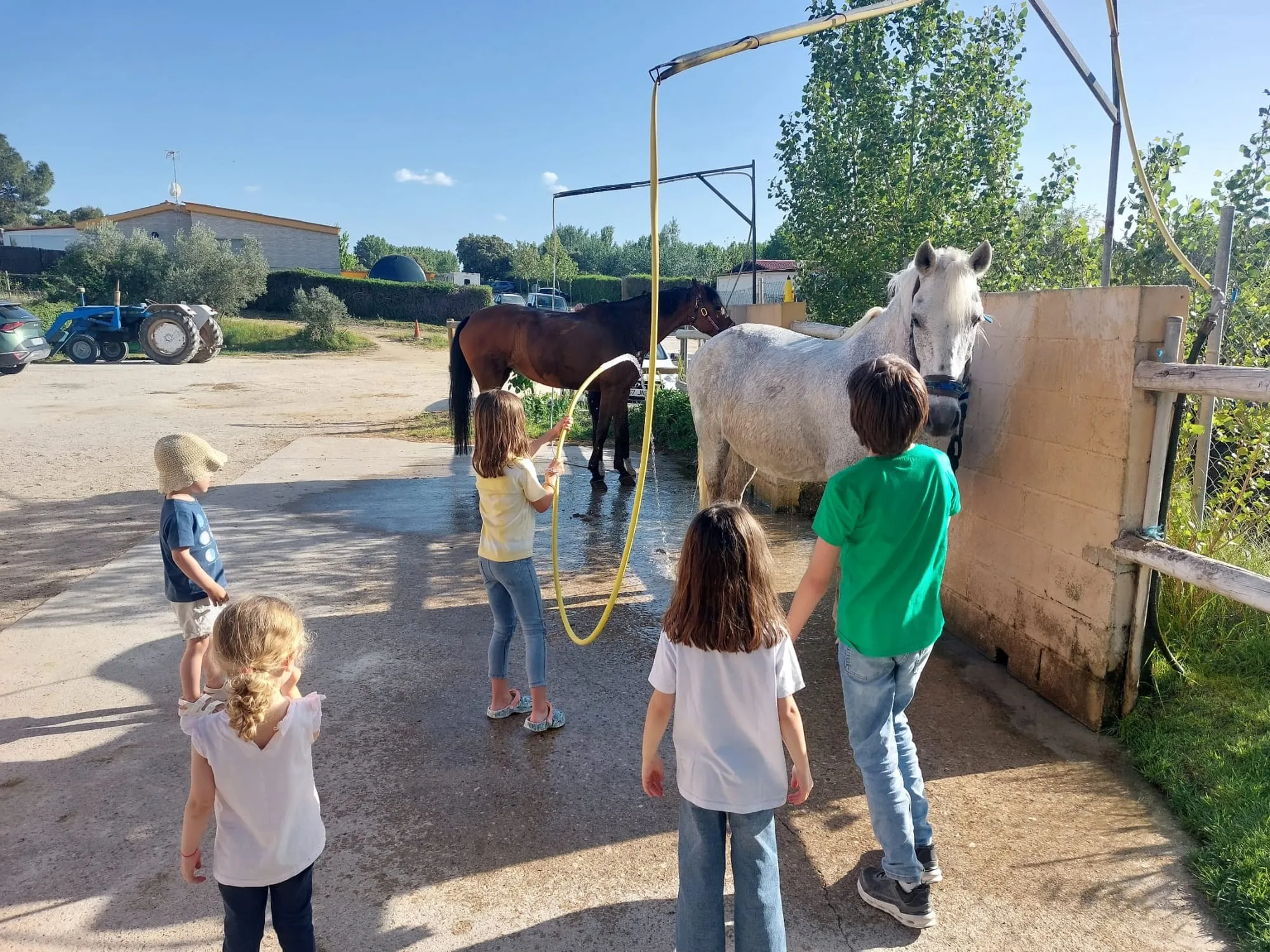 Niños y niñas ayudan a duchar a los caballos con la manguera