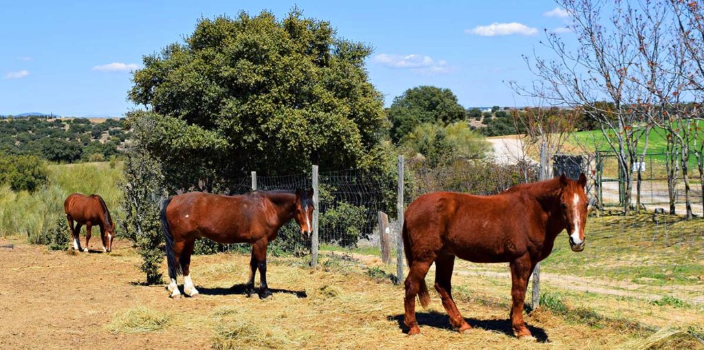 Protocolo-de-bienestar-animal-AL-PASO