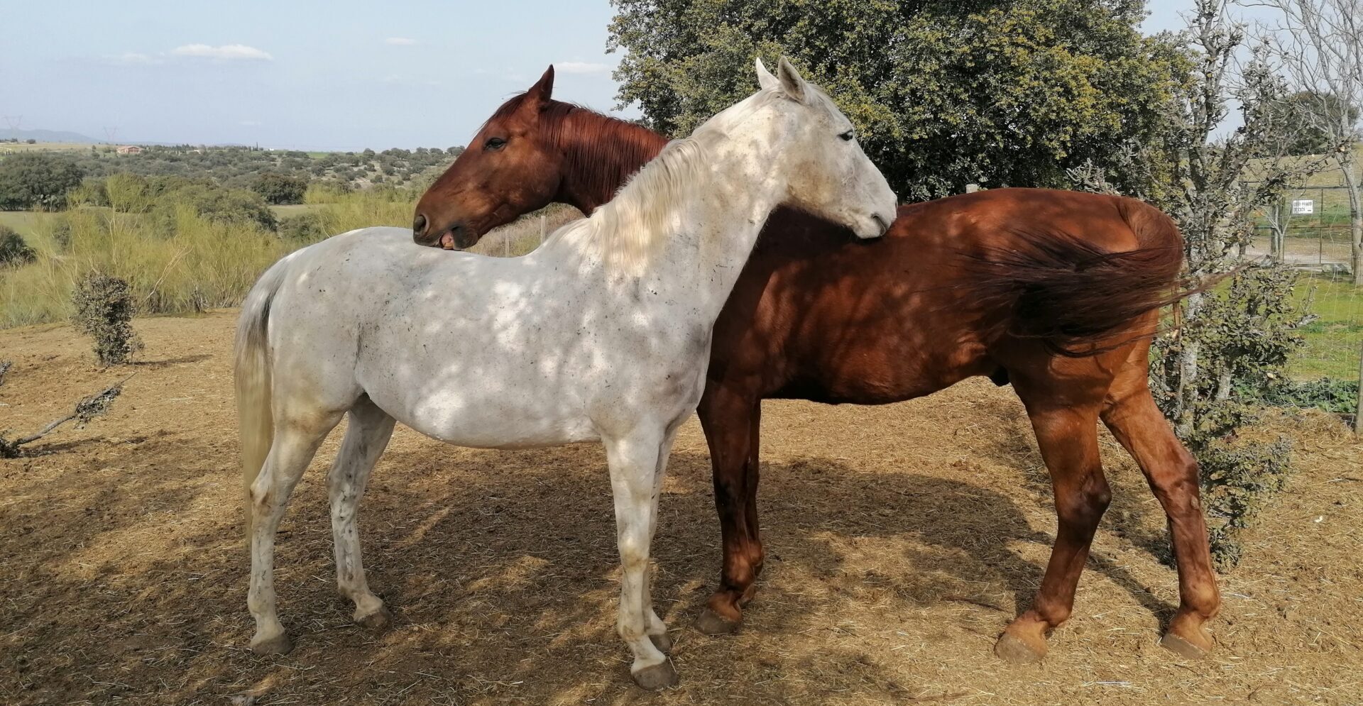 Fotografía de dos de los caballos interactuando en su prado