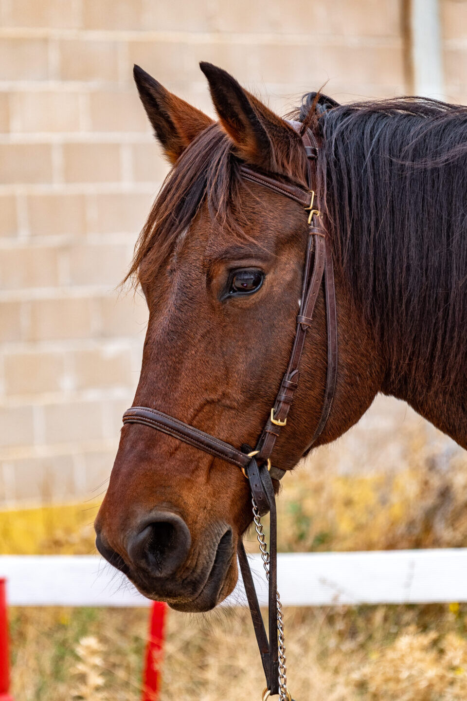 Baloo caballo de la asociación Al Paso