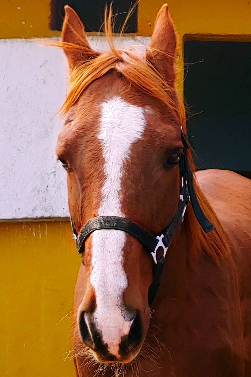 Bombón caballo de la asociación Al Paso