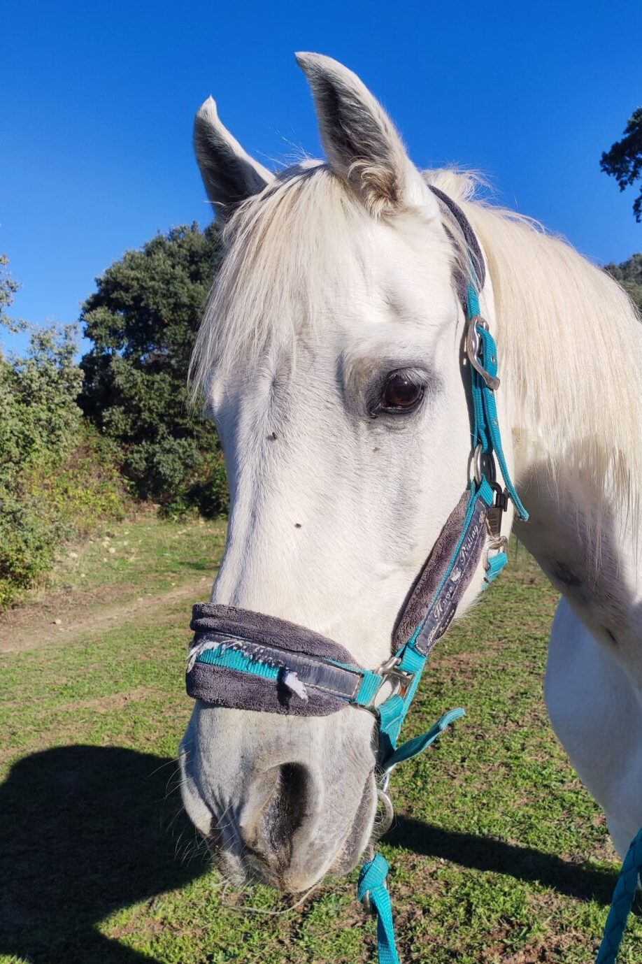 Casper caballo de la asociación Al Paso