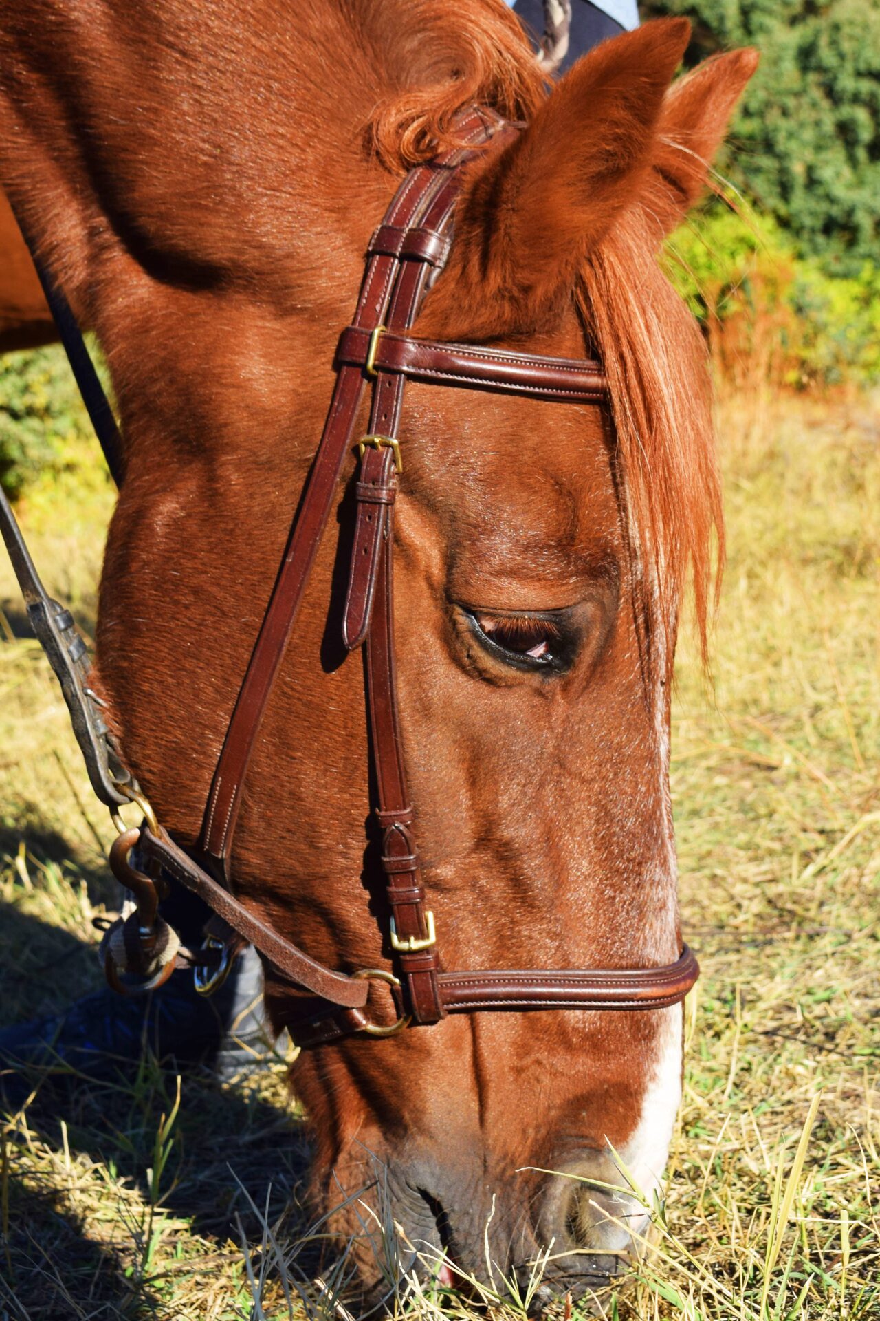 Elvis caballo de la asociación Al Paso