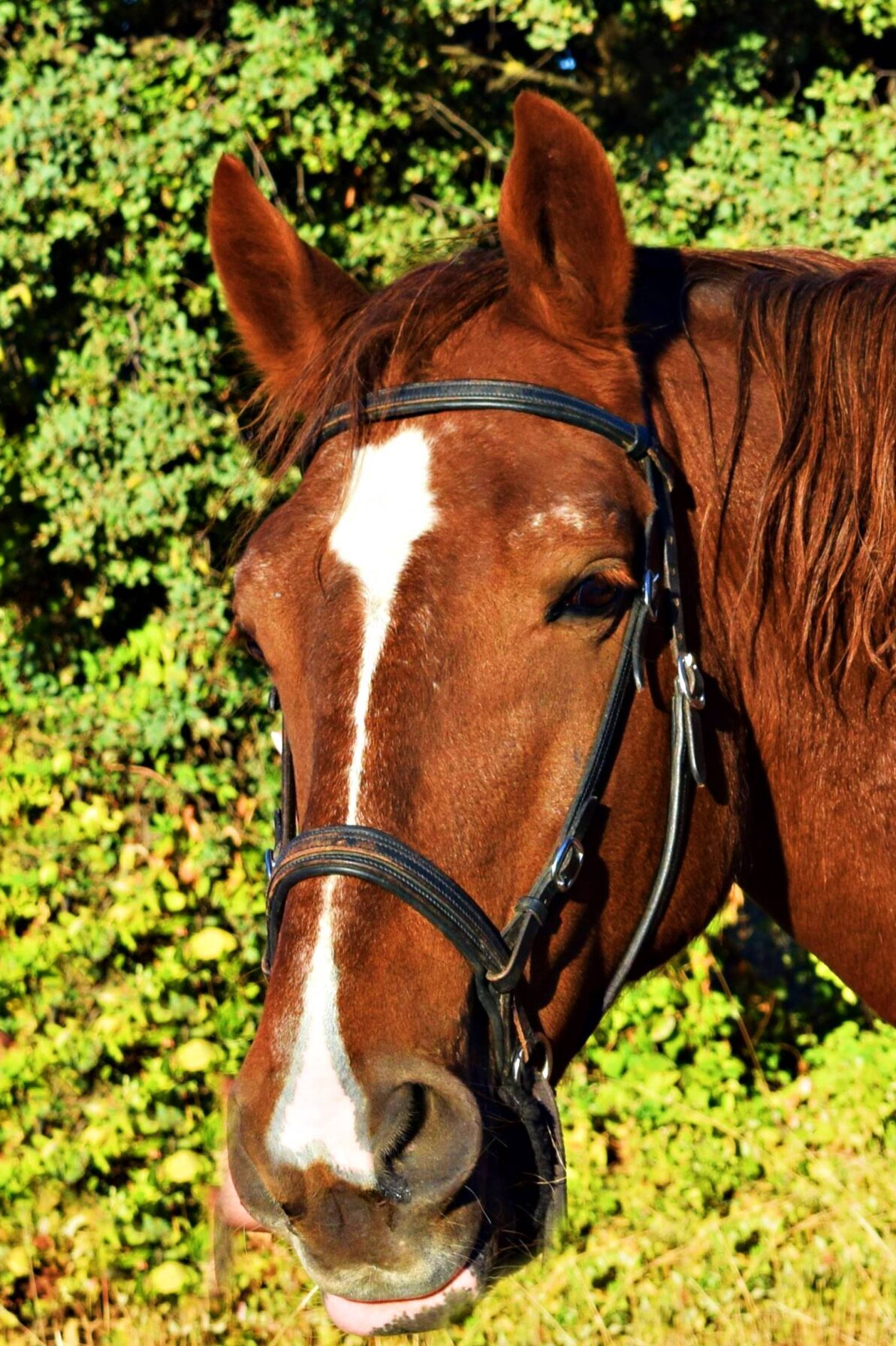 Gallito caballo de la asociación Al Paso