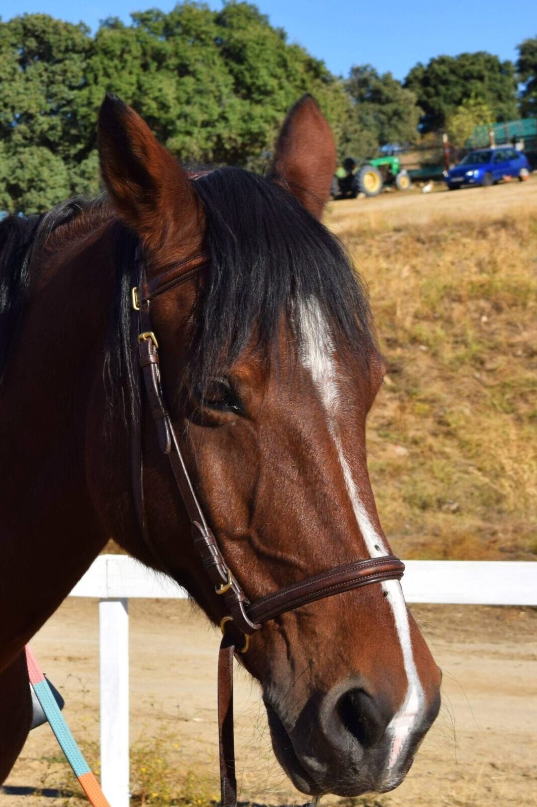 Larache caballo de la asociación Al Paso