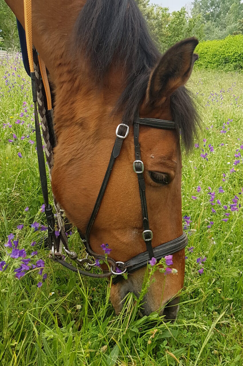 Pirata caballo de la asociación Al Paso