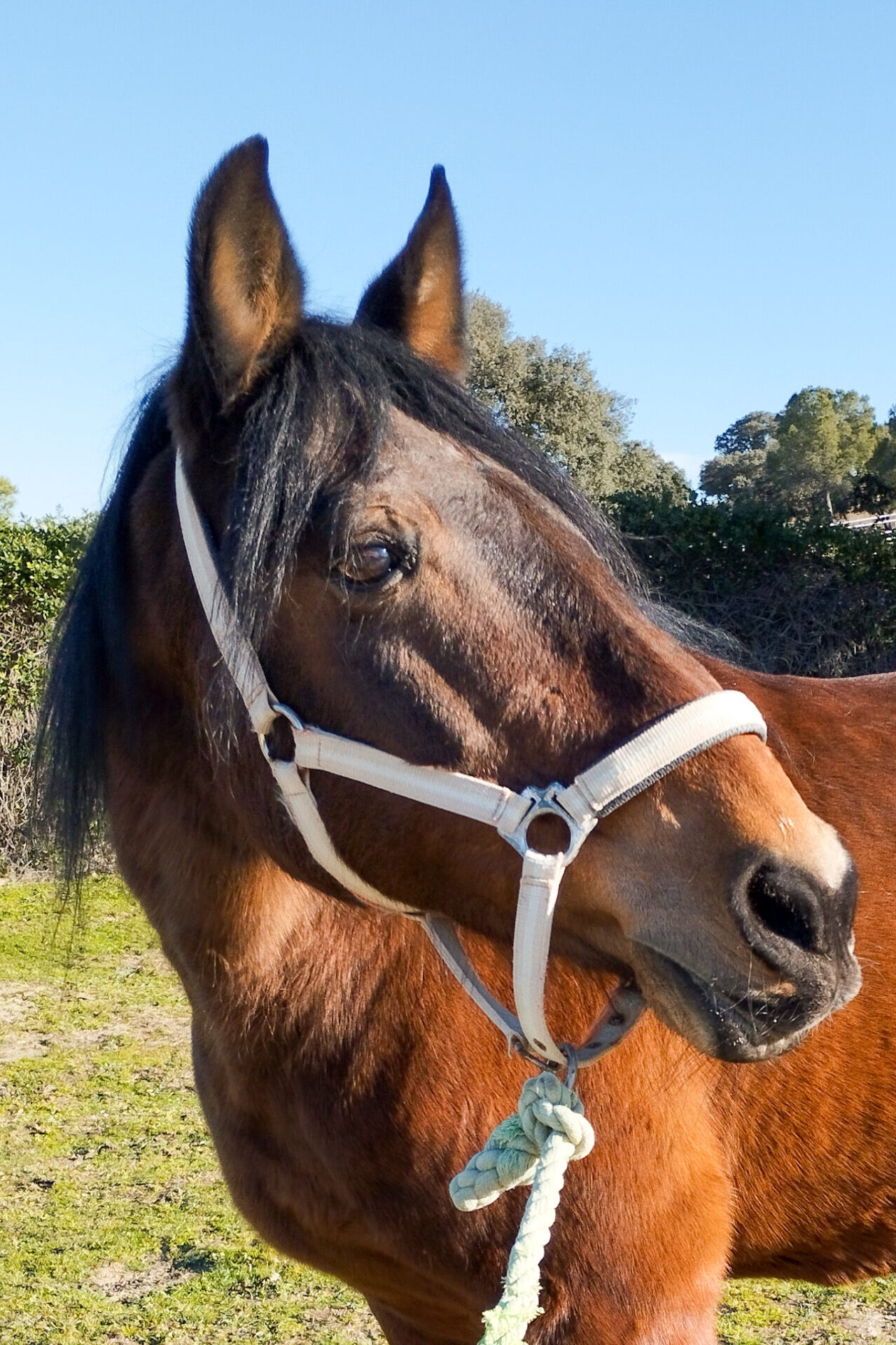 Timón caballo de la asociación Al Paso